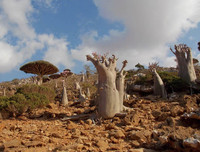 [ẢNH] Chiêm ngưỡng những loại cây 