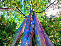 [ẢNH] Chiêm ngưỡng những loại cây 