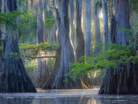 [ẢNH] Chiêm ngưỡng những loại cây 