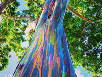 [ẢNH] Chiêm ngưỡng những loại cây 