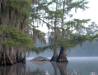 [ẢNH] Chiêm ngưỡng những loại cây 