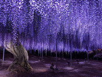 [ẢNH] Chiêm ngưỡng những loại cây 