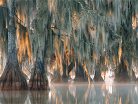 [ẢNH] Chiêm ngưỡng những loại cây 