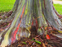 [ẢNH] Chiêm ngưỡng những loại cây 