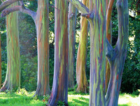 [ẢNH] Chiêm ngưỡng những loại cây 