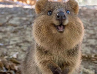 [ẢNH] Top 8 loài động vật sở hữu ngoại hình đáng yêu trên thế giới