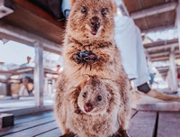 [ẢNH] Top 8 loài động vật sở hữu ngoại hình đáng yêu trên thế giới