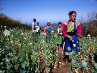 [Ảnh] Lưỡi liềm vàng – Tam giác vàng: Công xưởng ma túy của thế giới