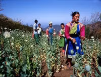 [Ảnh] Lưỡi liềm vàng – Tam giác vàng: Công xưởng ma túy của thế giới