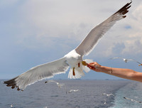 [ẢNH] Top 4 loài động vật hung tợn và tham lam nhất hành tinh