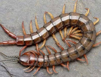 [ẢNH] Mẹo xử lý ban đầu khi bị côn trùng cắn