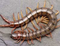 [ẢNH] Mẹo xử lý ban đầu khi bị côn trùng cắn