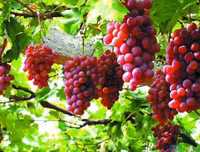 [ẢNH] Mẹo để thực phẩm Tết mua về không phí tiền vì hỏng (1): Rau - củ - quả