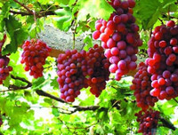 [ẢNH] Mẹo để thực phẩm Tết mua về không phí tiền vì hỏng (1): Rau - củ - quả