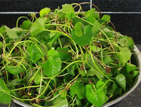 [ẢNH] Những thực phẩm giúp thanh lọc cơ thể cực tốt vào mùa hè không thể bỏ qua