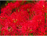 [ẢNH] Chiêm ngưỡng những loài thực vật 