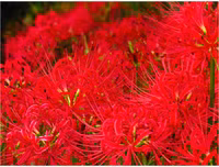 [ẢNH] Chiêm ngưỡng những loài thực vật 