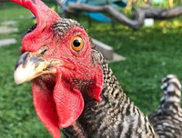 [ẢNH] Giật mình trước tài sản kếch xù của những thú cưng giàu nhất thế giới