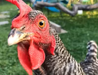 [ẢNH] Giật mình trước tài sản kếch xù của những thú cưng giàu nhất thế giới