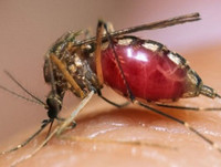 [ẢNH] Mẹo xử lý ban đầu khi bị côn trùng cắn