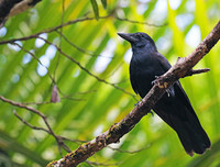 [ẢNH] Top 8 loài động vật sở hữu trí thông minh 