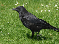 [ẢNH] Top 8 loài động vật sở hữu trí thông minh 