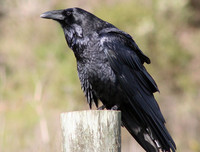 [ẢNH] Top 8 loài động vật sở hữu trí thông minh 