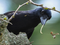 [ẢNH] Top 8 loài động vật sở hữu trí thông minh 