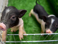 [ẢNH] Lợn cảnh mini 