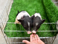 [ẢNH] Lợn cảnh mini 