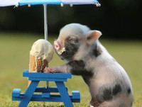 [ẢNH] Lợn cảnh mini 