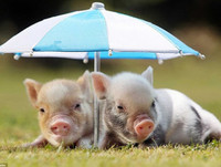 [ẢNH] Lợn cảnh mini 