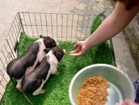 [ẢNH] Lợn cảnh mini 