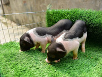 [ẢNH] Lợn cảnh mini 