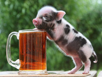 [ẢNH] Lợn cảnh mini 