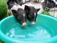 [ẢNH] Lợn cảnh mini 