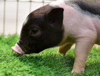 [ẢNH] Lợn cảnh mini 