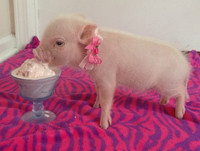 [ẢNH] Lợn cảnh mini 