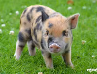 [ẢNH] Lợn cảnh mini 