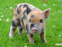 [ẢNH] Lợn cảnh mini 