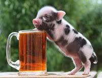 [ẢNH] Lợn cảnh mini 