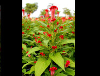 [ẢNH] Bất ngờ với công dụng sức khỏe của những loài cây mang tên động vật