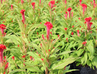 [ẢNH] Bất ngờ với công dụng sức khỏe của những loài cây mang tên động vật