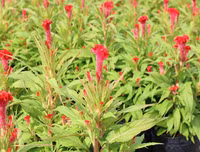 [ẢNH] Bất ngờ với công dụng sức khỏe của những loài cây mang tên động vật