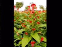 [ẢNH] Bất ngờ với công dụng sức khỏe của những loài cây mang tên động vật