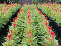 [ẢNH] Bất ngờ với công dụng sức khỏe của những loài cây mang tên động vật