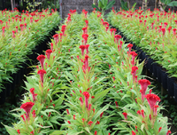 [ẢNH] Bất ngờ với công dụng sức khỏe của những loài cây mang tên động vật