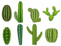 [ẢNH] Độc đáo với những món ngon được chế biến từ xương rồng