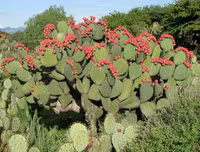 [ẢNH] Độc đáo với những món ngon được chế biến từ xương rồng