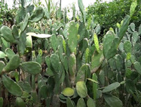 [ẢNH] Độc đáo với những món ngon được chế biến từ xương rồng